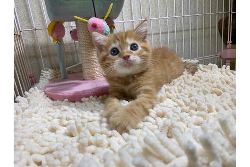 成約済の千葉県のスコティッシュフォールド-30604の5枚目